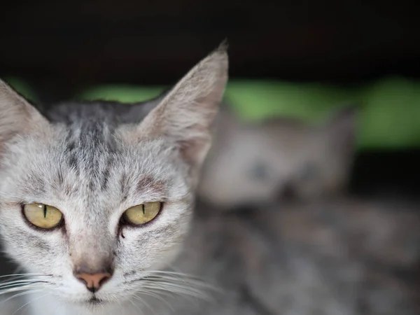 Beautiful Gray Mom Cat Kitten Backround Outdoors — Stock Photo, Image