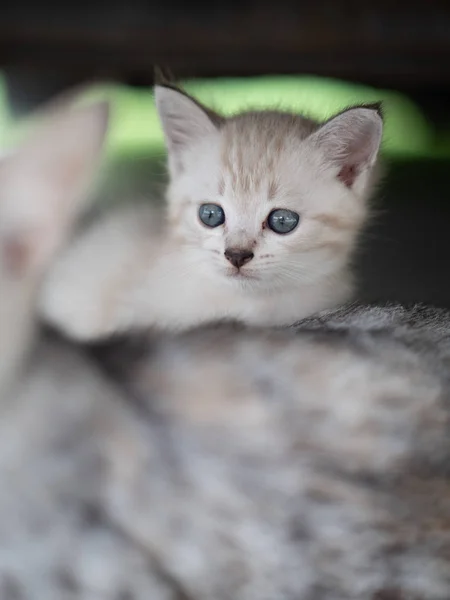 Vacker Grå Mamma Katt Med Bedårande Kattunge Utomhus — Stockfoto