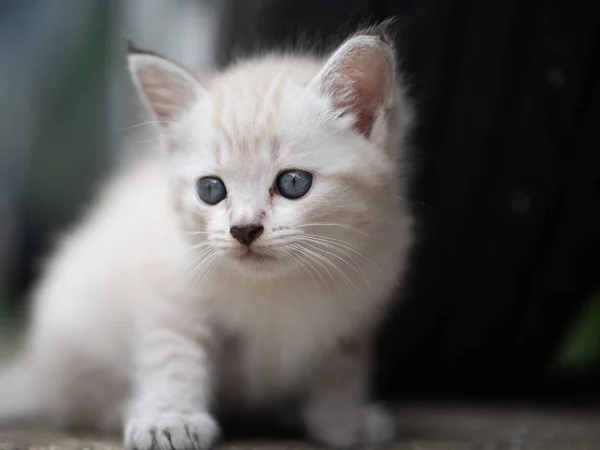 Små Bedårande Kattunge Med Blå Ögon Utomhus — Stockfoto