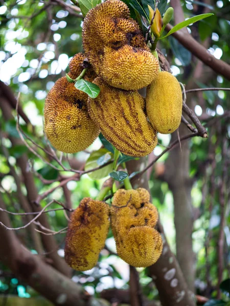 Albero Jackfruit Giardino — Foto Stock
