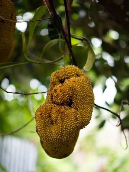 Albero Jackfruit Giardino — Foto Stock