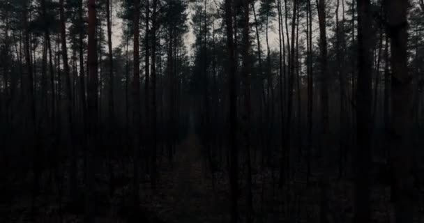 Вид Воздуха Между Деревьями Вид Беспилотника Всему Темному Таинственному Лесу — стоковое видео