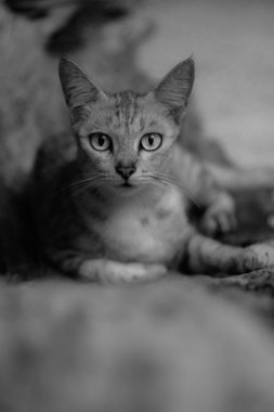 Sarı gözlü güzel Gri kedi closeup