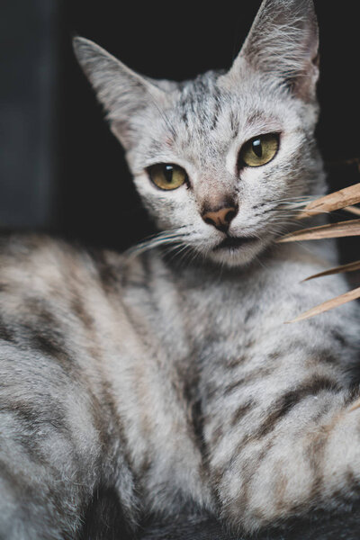 Closeup Beautiful Gray Cat Yellow Eyes — Stock Photo, Image