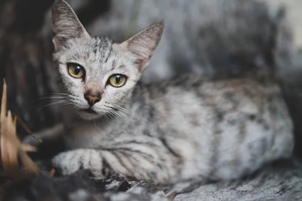 Closeup Beautiful Gray Cat Yellow Eyes — Stock Photo, Image