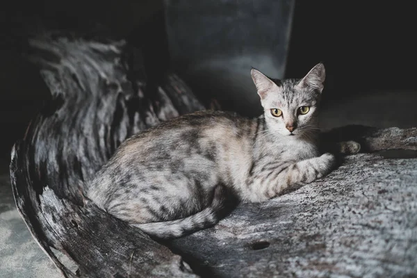 Primer Plano Hermoso Gato Gris Con Ojos Amarillos —  Fotos de Stock