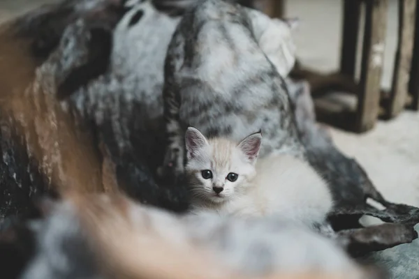 Piccolo Gattino Adorabile Con Gli Occhi Azzurri All Aperto — Foto Stock