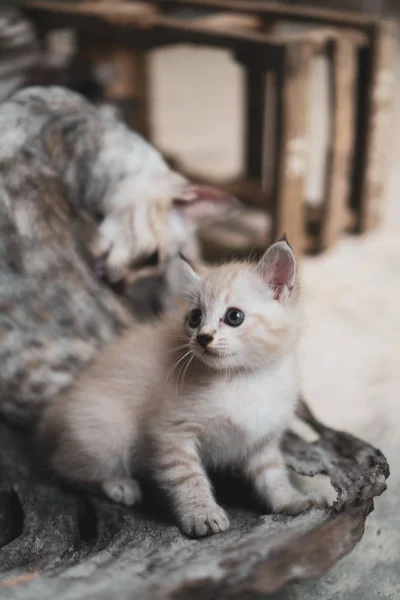 Kis Aranyos Cica Kültéri Kék Szemmel — Stock Fotó