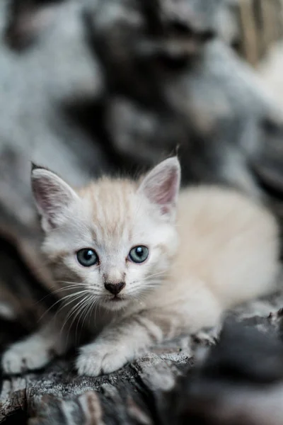 Kleines Entzückendes Kätzchen Mit Blauen Augen Freien — Stockfoto