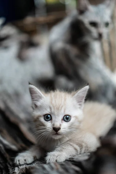 Pequeño Gatito Adorable Con Ojos Azules Aire Libre —  Fotos de Stock