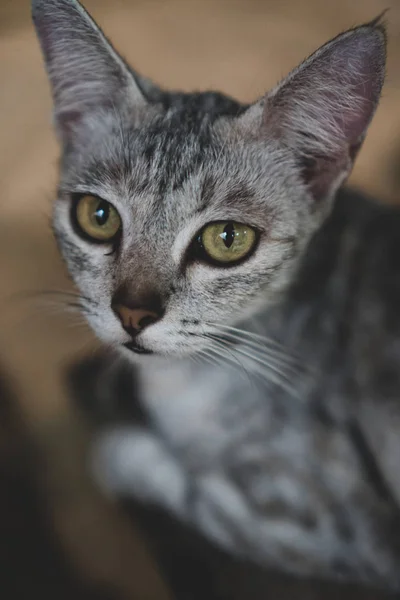 Primer Plano Hermoso Gato Gris Con Ojos Amarillos —  Fotos de Stock