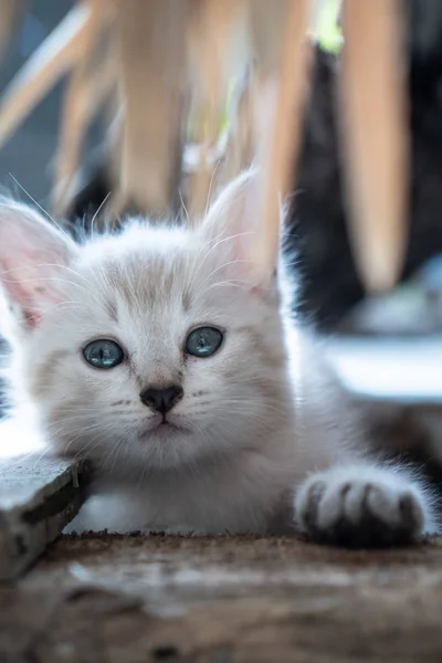 Små Bedårande Kattunge Med Blå Ögon Utomhus — Stockfoto