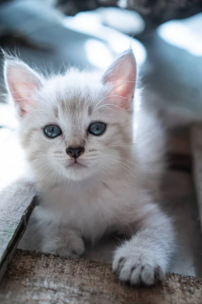 Kis Aranyos Cica Kültéri Kék Szemmel — Stock Fotó
