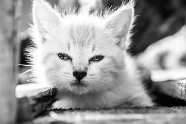 Pequeño Gatito Adorable Con Ojos Azules Aire Libre —  Fotos de Stock