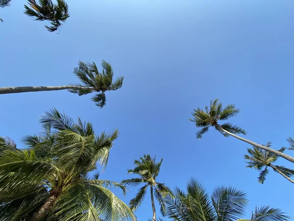 Dolní Pohled Tropické Palmy Nad Jasnou Modrou Letní Oblohou — Stock fotografie