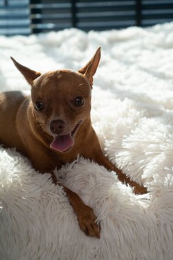 Evdeki yatağın üzerinde küçük sevimli zencefilli mini köpek. Evcil hayvanlar içeride konsepti