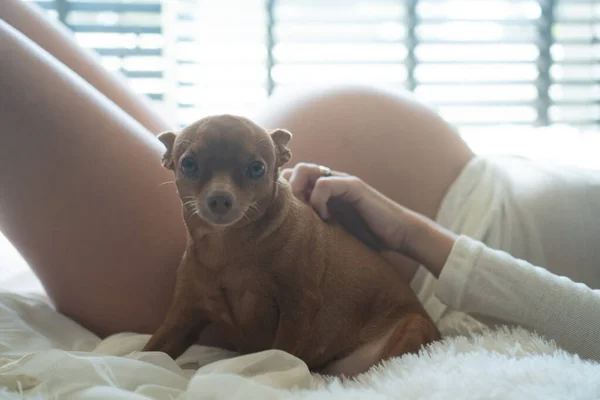Liitle Χαριτωμένο Σκυλί Κάθεται Δίπλα Στην Έγκυο Γυναίκα Ξαπλωμένη Στο — Φωτογραφία Αρχείου