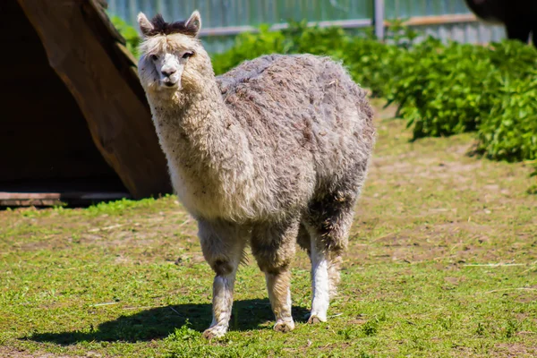 Lama alanı üzerinde