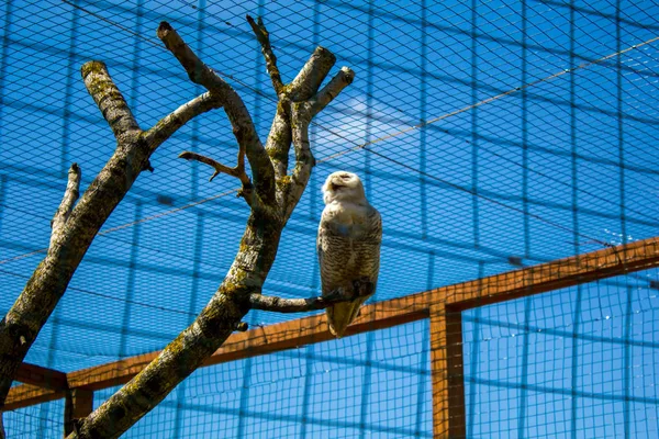 Белая сова на ветке — стоковое фото