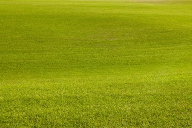 Güzel yeşil alan arka plan