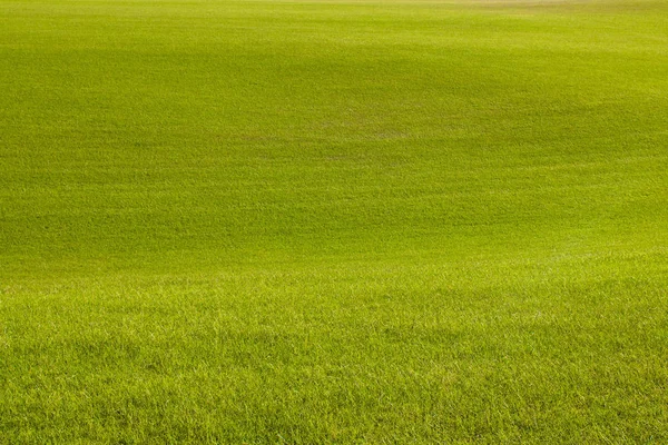 The beautiful green field background Stock Photo