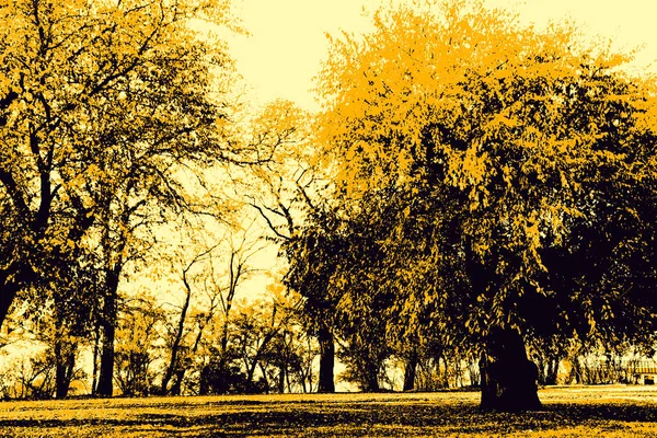 Осенний парк с большими старыми деревьями . — стоковое фото