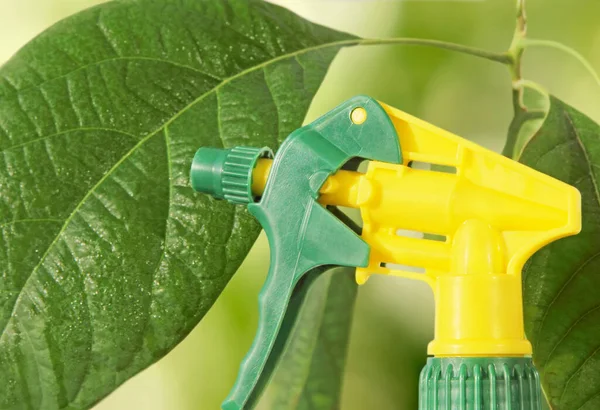 Koncept För Vård Krukväxter Spraya Flaska Gröna Blad Avokado Växt — Stockfoto