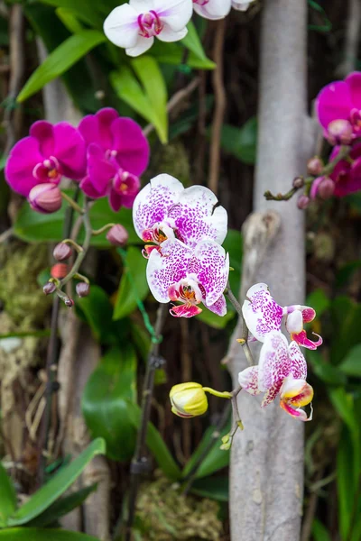 Фиолетово-белый цветок орхидеи на фоне зеленого, Гонконг — стоковое фото