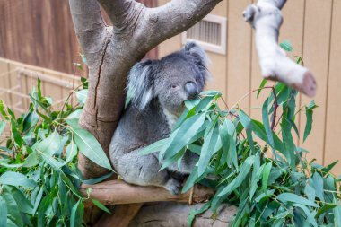 Güzel Koala Ayısı orman Hayvanat Bahçesi, Hong Kong