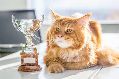 Büyük şampiyon kırmızı Maine Coon kedi kupa, yatay görünüm ile