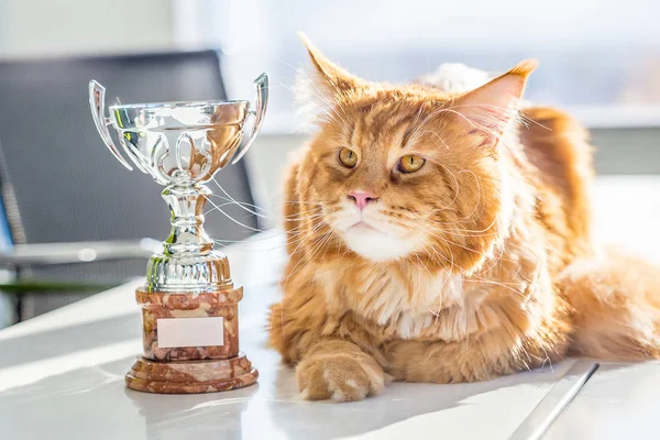 Champion Red Maine Coon Cat lying on the Table with His Trophy, Close-up View