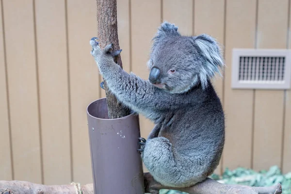Nizza Koala Bear a Forest Zoo, Hong Kong — Foto Stock