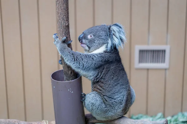 Nizza Koala Bear a Forest Zoo, Hong Kong — Foto Stock