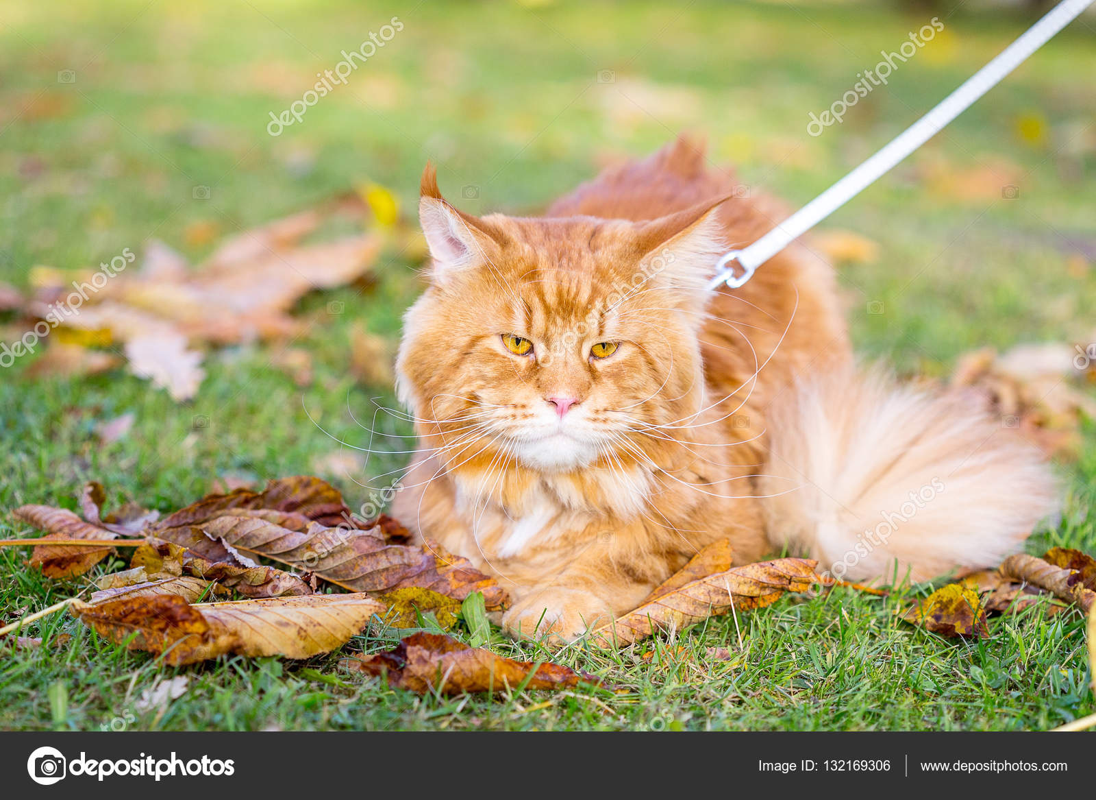 Nice Belle Rouge Maine Coon Chat Mignon Assis Sur Lherbe