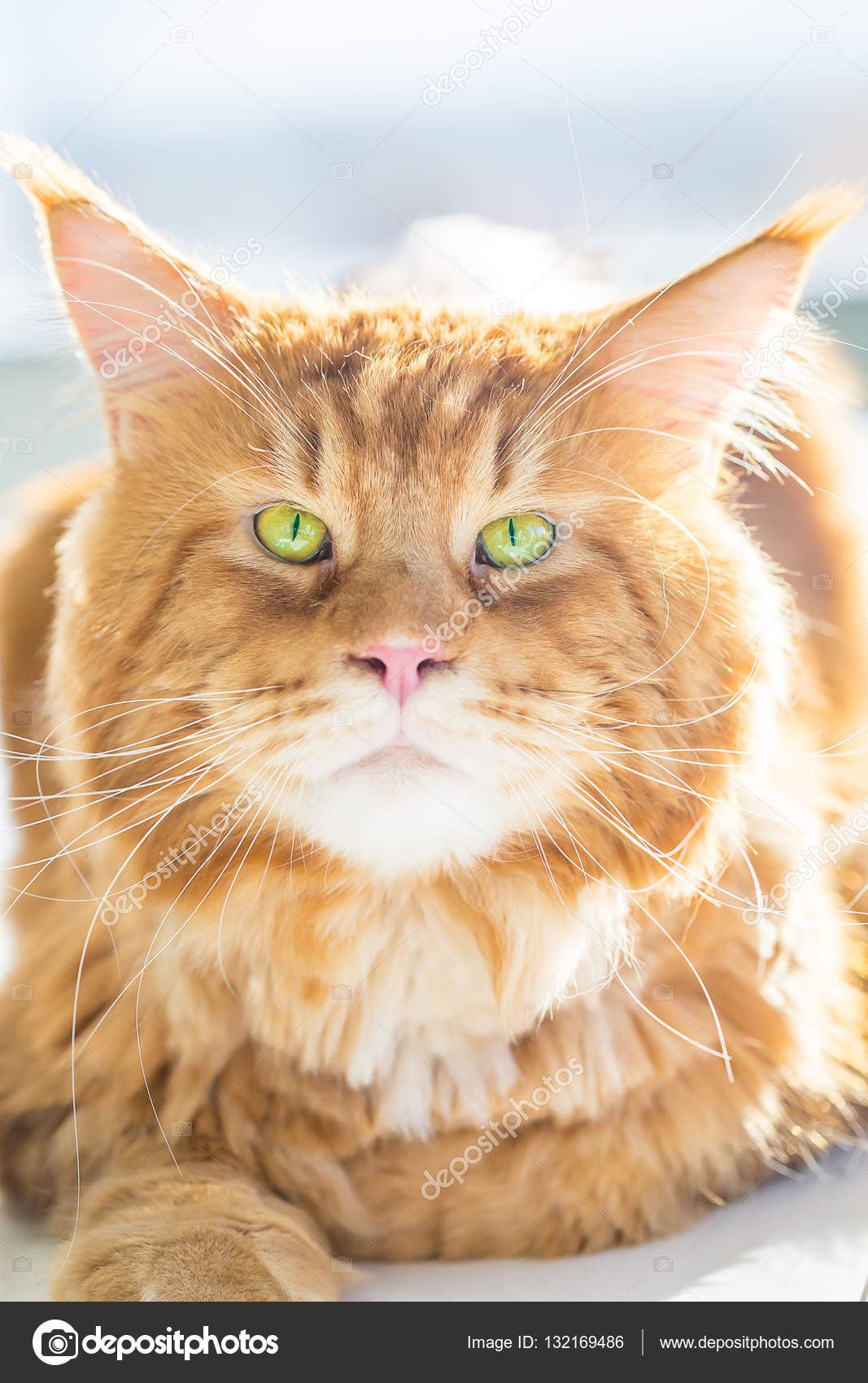 Close up View Gorgeous Maine Coon Cat with Big Green Eyes — Stock