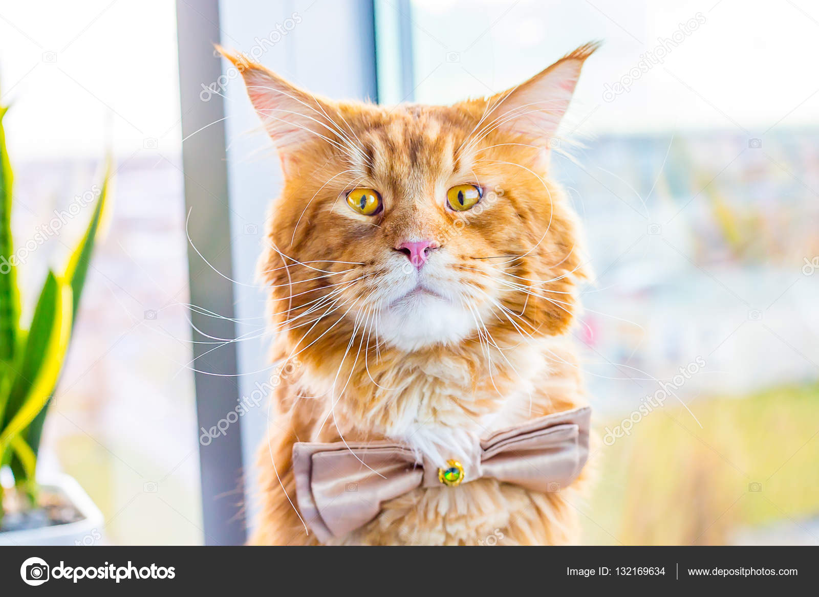 Drole Choque Nerveux Marie Maine Coon Chat Portant Papillon Cravate Et Attendre Son Mariage Concept De Mariage Humour Image Libre De Droit Par Toyechkina C Drole Choque Nerveux Marie Maine Coon Chat Portant Papillon Cravate Et Attendre Son Mariage Concept De Mariage Humour Image Libre De Droit Par Toyechkina C