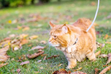 Komik güzel şirin Maine Coon parkta yürüyen kedi