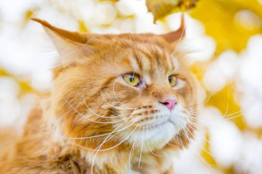 Arka plan, yatay görünüm portre komik zeki zencefil Maine Coon kedi üzerinde sonbahar yaprakları