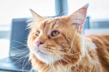 Kırmızı maine coon kedi portre