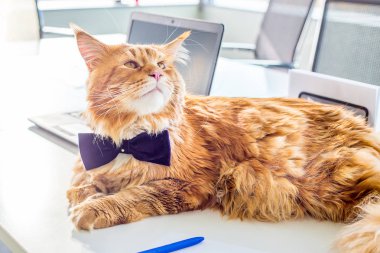 Komik işadamı Maine Coon kedi kelebek O'nun O'nun yeni çalışanı ile bir anlaşma imzalama ofiste tabloda yalan kravat giyiyor