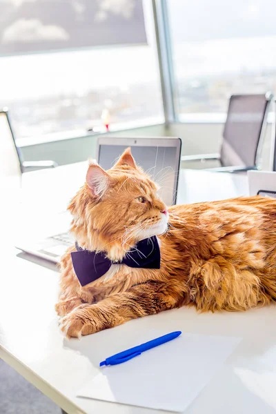 Ginger Cat wearing Butterfly Tie lying on the White Table in His Own Office