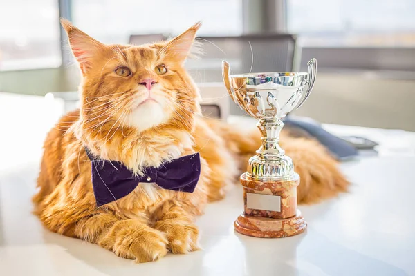 Big Champion Red Maine Coon Cat lying on the White Table with His Golden Trophy, Close-up Horizontal View
