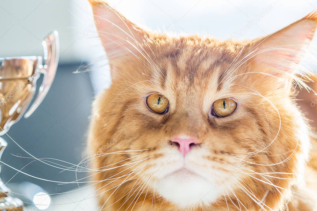Portrait of Nice Red Maine Coon Cat with Golden Cup for the First Place in Championship, Vertical View
