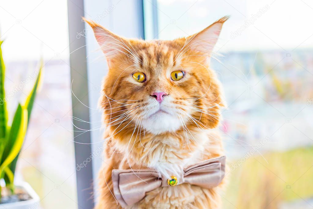 Funny Shocked Nervous Groom Maine Coon Cat wearing Butterfly Tie and waiting His Wedding, Wedding Concept, Humor