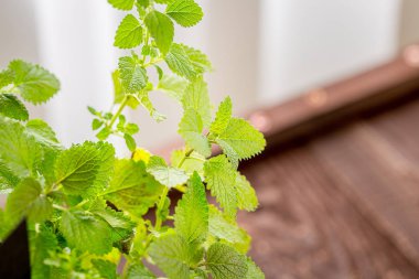 Yeşil taze nane yaprakları 