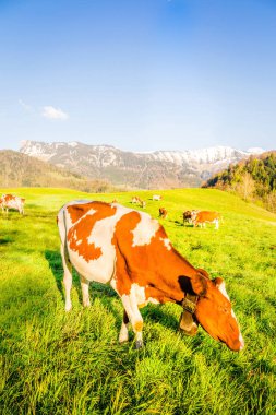 İnekler İsviçre, günbatımı Zamanı