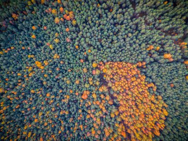 Ağaçlar sonbahar yaprakları sırasında alan,