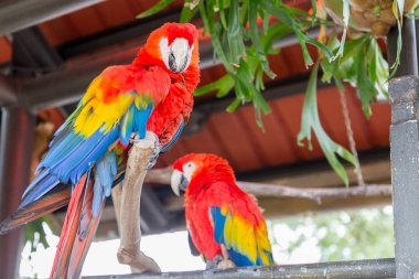 İki kırmızı dallar üzerinde oturan Amerika papağanı