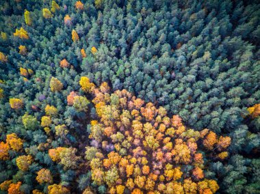 Ağaçlar sonbahar yaprakları sırasında alan,