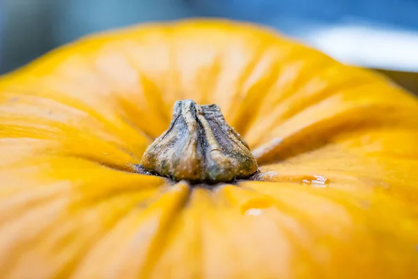 Orange pumpkin plant — Stock Photo, Image